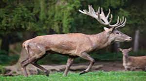 Deer Antler Velvet Sales On The Rise Does It Really Work