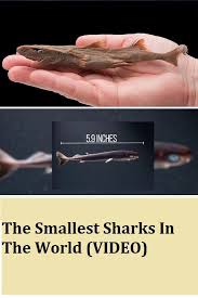The Smallest Sharks In The World Video With Images Small Shark Shark Ocean Creatures