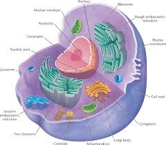 Organelles perform different functions that help the cell survive and replicate, and one of the organelles, the lysosome, carries out a wide variety of functions. Cell Project Swack S Shack