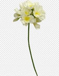 The white panicles age to green as time goes on, and the foliage turns a shiny burgundy in the fall. Cut Flowers Cape Jasmine Plant Stem White Flower White Artificial Flower Png Pngegg