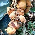 Image result for Pancovia