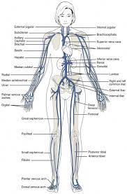 This Diagram Shows The Major Veins In The Human Body Greencoffeebenefitsforweightloss Healthfitness Human Anatomy Picture Body Diagram Human Body Anatomy