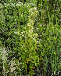 Image result for Drypetes arguta