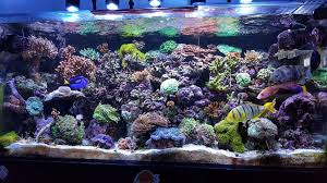 Very good spread, you tend to get an even 'blanket' of light with t5s. 10 Best Led Aquarium Lighting Systems For Reef Tank Corals Aquanswers