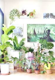 You are downloading do your own pest control latest apk 1.399. Grow Beautiful Fiddle Leaf Fig 5 Best Care Tips A Piece Of Rainbow