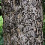 Image result for Combretum celastroides