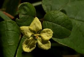 Image result for Sphedamnocarpus pruriens