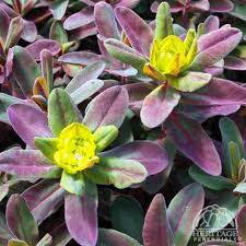 Image result for Porphyrostemma chevalieri