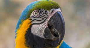 Anatomy Care And Diseases Of Bird Beaks Petcoach
