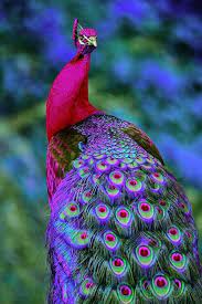 صور طاووس أجمل صور الطاووس beautiful birds colorful birds pretty birds