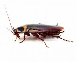 German cockroach, oriental cockroach, american cockroach, brownbanded cockroach, and smokybrown cockroach. Cockroaches Pest Control Services In Mumbai Cockroach Treatment