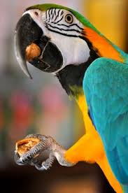 Scheduled Feedings Or Free Feeding For Your Bird Parrot Birds Pets