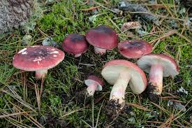 Image result for Russula variata