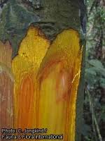 Image result for Annickia ambigua