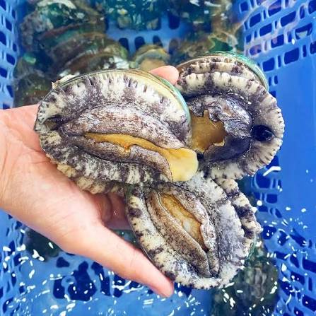 Korean abalone