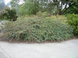 Image result for Cotoneaster