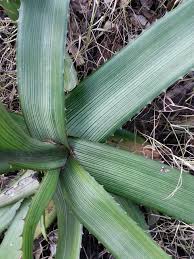 Image result for Aloe haroniensis