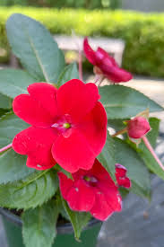 Image result for Impatiens shirensis