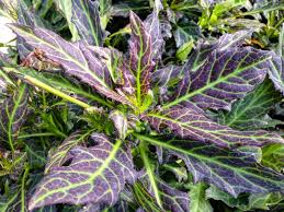 Image result for Gynura pseudochina