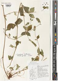 Image result for Cyathula cylindrica