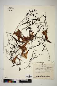 Image result for Ipomoea coscinosperma