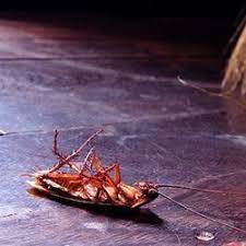 Let our 75+ years of experience work for you. Black Diamond Pest Control Southern Kentucky Request A Quote Pest Control Leitchfield Ky Phone Number