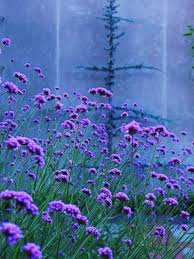 verbena bonarienses this reseeds itself beautiful fleurs mauves fleurs de lavande idees de jardin fleur