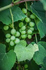 It's high quality and easy to use. Grape Wine The Grapes Grapevine Viticulture Vineyard Green Berry Leaf Plant Part Pxfuel