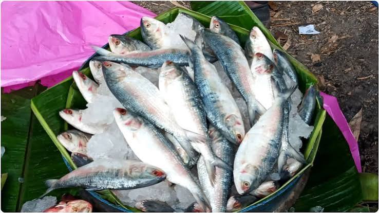 ইলিশ মাছ 1 pcs 500/400gm