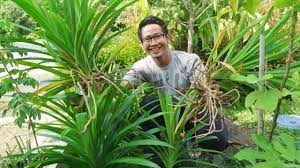 Beli daun pandan online berkualitas dengan harga murah terbaru 2021 di tokopedia! Cara Menanam Pandan Biar Banyak Youtube