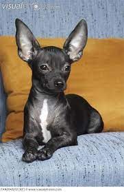 Grey Chihuahua Puppy Image Graphic Code Quoteko Com Perros Chihuahua Perros Chiguagua Mascotas