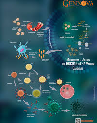 It is created in the nucleus. Mrna Vaccines Gennova Biopharmaceuticals Limited