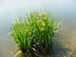 Image result for Iris pseudacorus