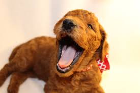 All puppies are born in my home and carefully cared for until they find their homes. Red Standard Poodle Puppies For Sale