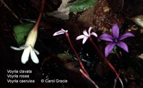 Image result for Voyria