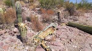It can be found growing in desert biomes. Saguaros Destroyed At National Park Azpm