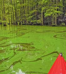 Environmental education during COVID-19