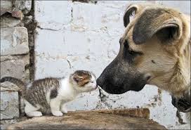 Funny Cat Photos Animals Kissing Cute Animals Animals Friendship