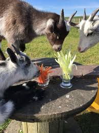 The Boys Helped Us Eat Up Some Kids Veggies Though The Celery Was Not Popular With Them Either Animals Friends Animals Baby Goats