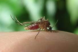 German Study Finds Lyme In Mosquitoes Lyme Global