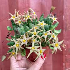 Image result for Piaranthus atrosanguineus