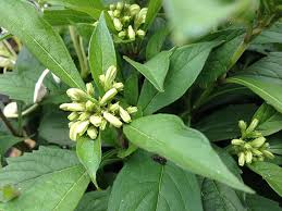 Image result for Clerodendrum incisum