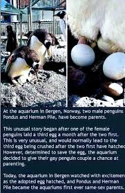 Pin By Bobbie Lee On Life A New Cute Animals Funny Animals Cute Funny Animals