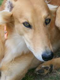 Beautiful Lurcher Very Pretty Their Hair Doesn T Have To Stick Out In Every Direction Beautiful Dogs Best Dogs Dogs
