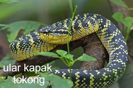 Ia sangat terkenal dengan saiz dan juga gigitannya yang tersangat bahaya. Antara Jenis Jenis Ular Yang Amat Bukit Harimau Menangis Facebook