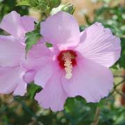Image result for Hibiscus dongolensis