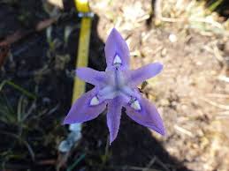 Image result for Moraea verdickii