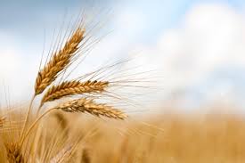 Grain Market Review Wheat 2019 07 17 World Grain