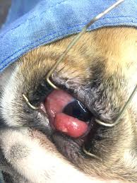 Mira 4 traducciones acreditadas de veterinario en ingles con oraciones de ejemplo, frases y pronunciación de audio. Cherry Eye Bulldog Ingles Listo Para Entrar A Cirugia Correctiva Veterinario Bulldog Bulldogingles Doctorabulldog Bulldog Ingles Bulldog Veterinaria