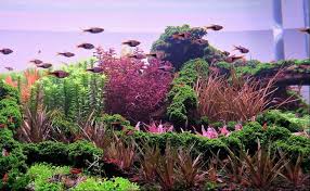 Image result for Eriocaulon transvaalicum